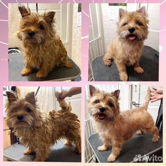 Тримминг вест хайленд вайт терьера, керн терьера