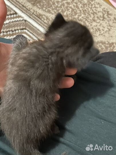 Красивые котята