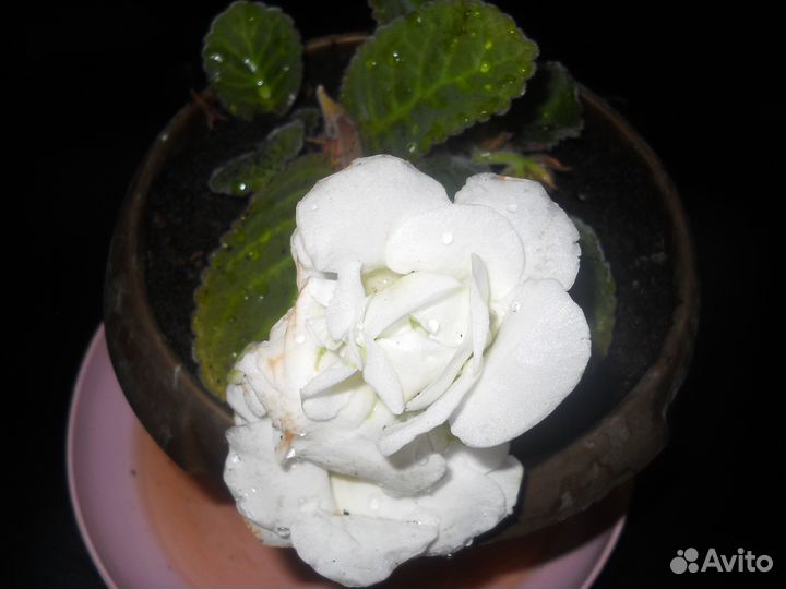 Комнатные цветы