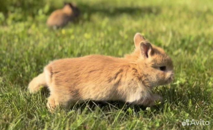 Мини Карликовые Кролики в Питомнике Привитые