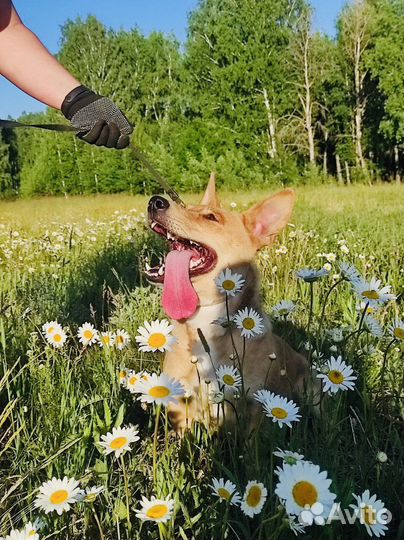 Собака