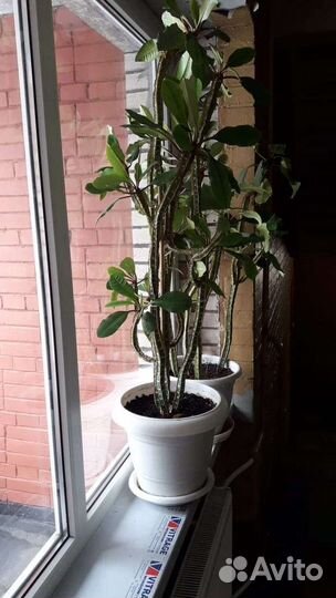 Молочай беложильчатый(Эуфорбия пальма)