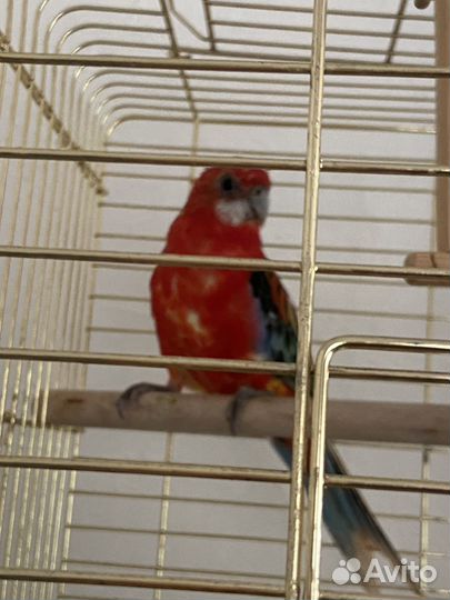 Попугай розелла, девочка молодая 5 месяцев