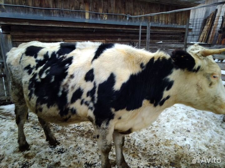 Быки на мясо