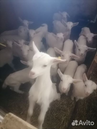 Козочки, козлята Заанкнской породы, Нубийцы