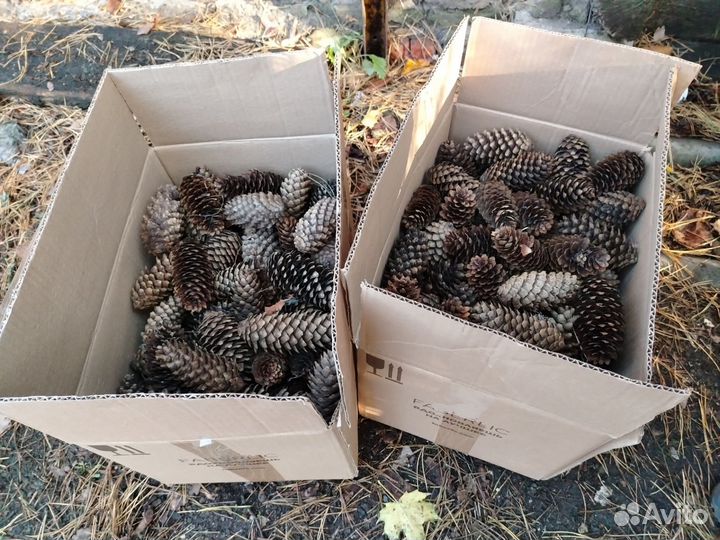 Шишки еловые для декора и рукоделия