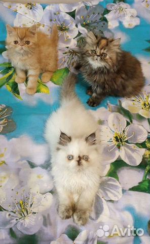 Персидские котейки объявление продам