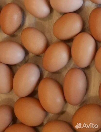 Молодые петухи мясо—яичной породы кур Билефельдер