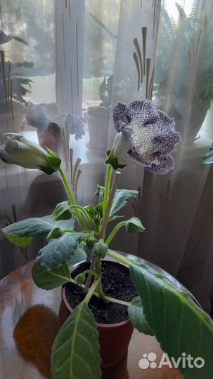 Глоксиния цветущая