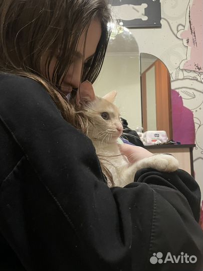 Кошка