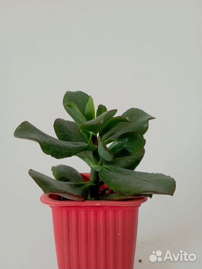 Крассула ундулатифолия