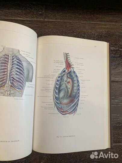 Анатомия Атлас Кишш- Сентаготаи