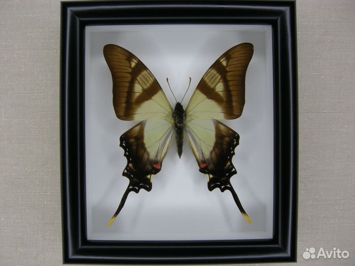 Бабочка в рамке - Graphium agamemnon