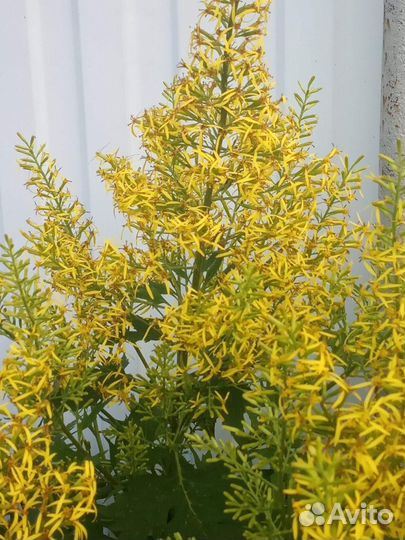 Бузульник тангутский