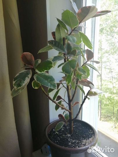 Фикус розовый