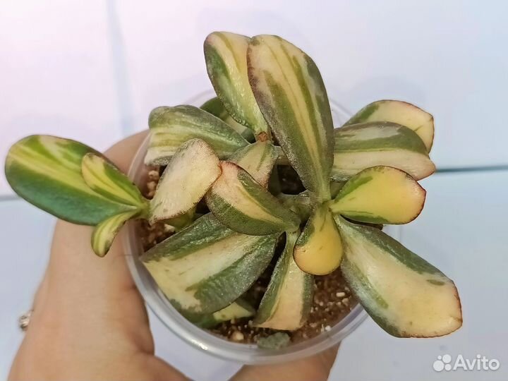 Crassula Return of Beauty