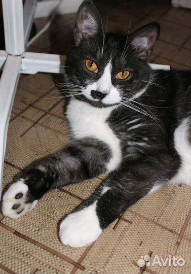 Кошка Мальва ищет дом