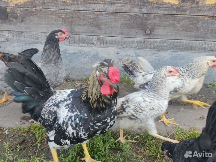 Молодые петушки 3 месяца