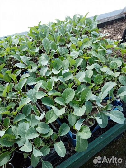 Капуста рассада