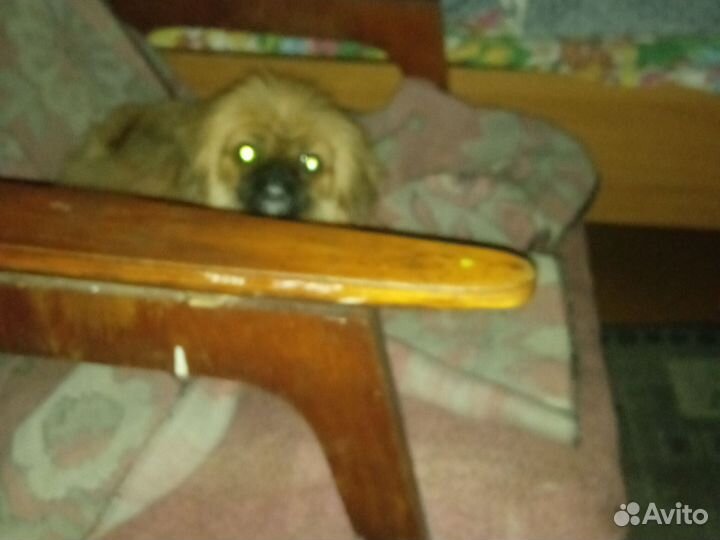 Вязка пекинес девочка