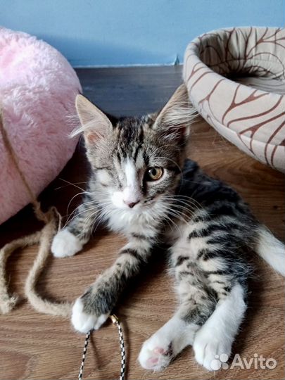 Котенок в добрые руки