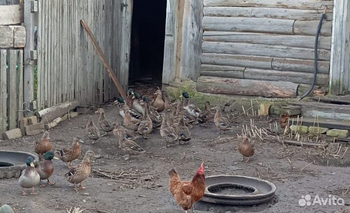 Подсадные утки