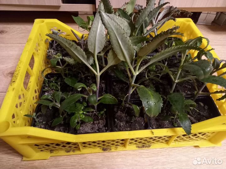 Каланхоэ лечебное