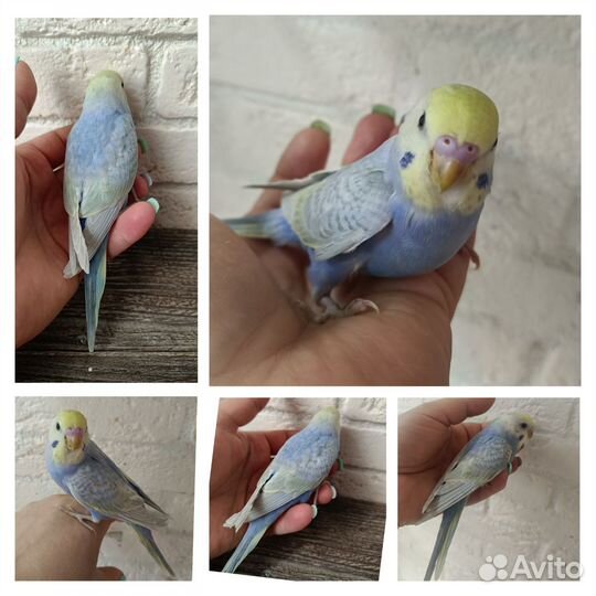 Радужные самцы от 33 дней