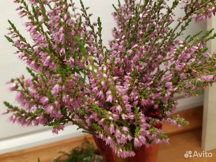 Вереск саженцы