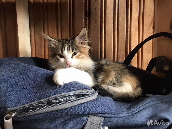 Умные и красивые девочки. п. Мезмай