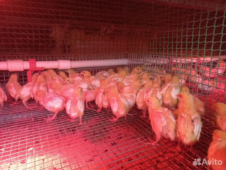 Перепела белый гигант