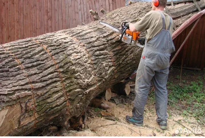 Спил деревьев