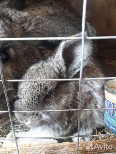 Кролики мясных пород