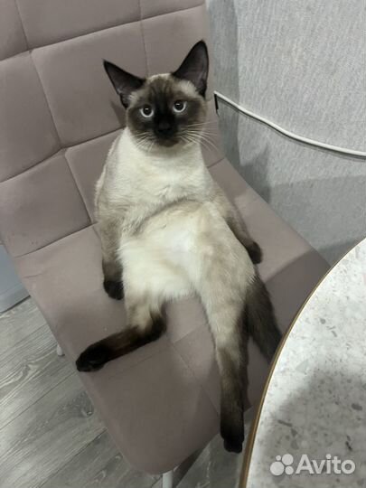 Сиамский кот вязка
