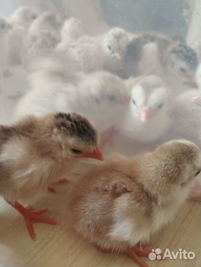 Инкубационное яйцо цесарки, цесарята