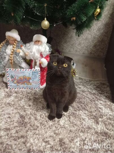 Породистая кошка Боня