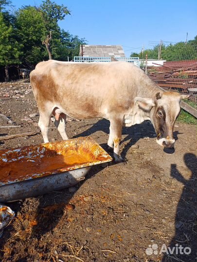 Коровы бык