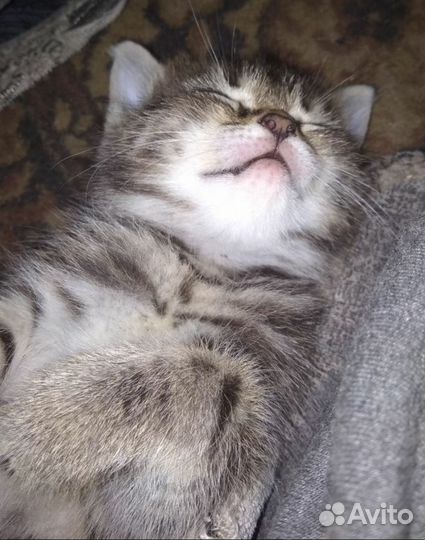 Котёнок Котята мануальные