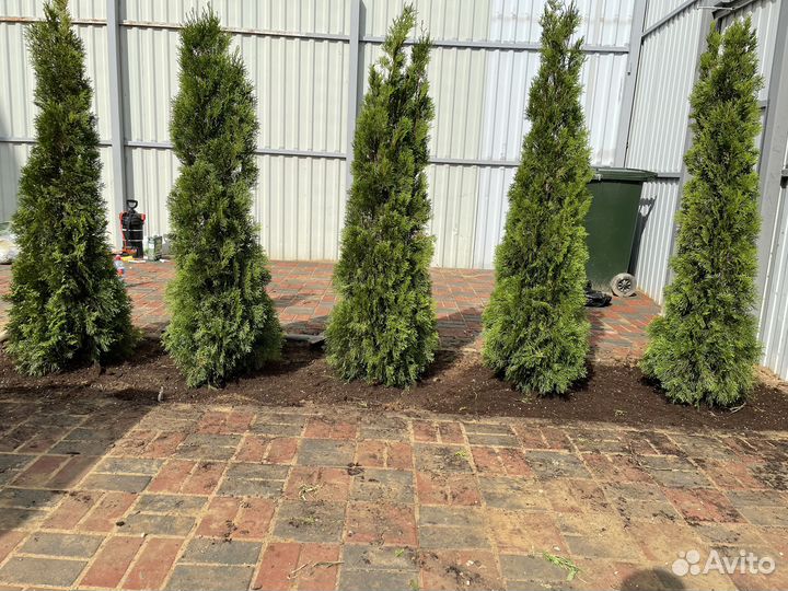 Туи для живой изгороди