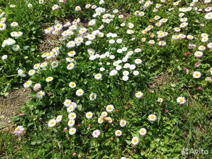 Маргаритки