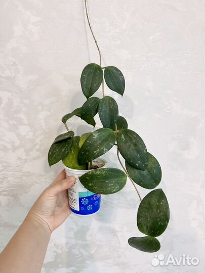 Хойя макрофилла сплеш