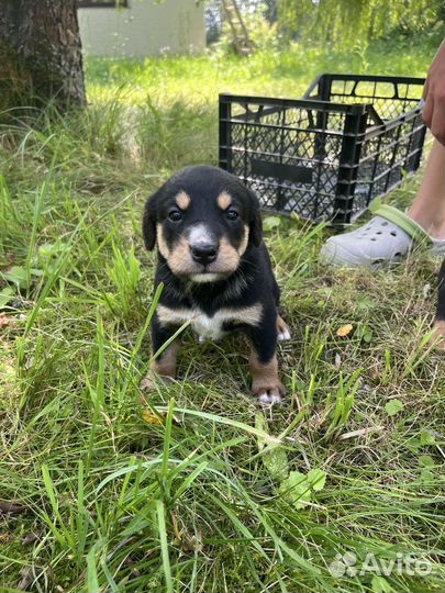 Щенки Бернский зенненхунд