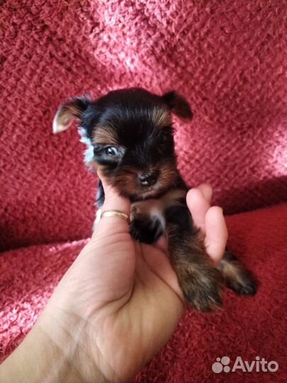 Готовы к брони