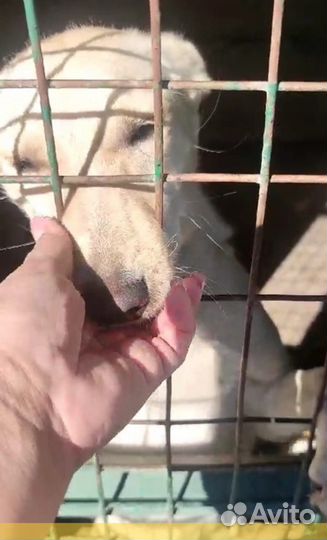 Ласковая девочка ищет дом