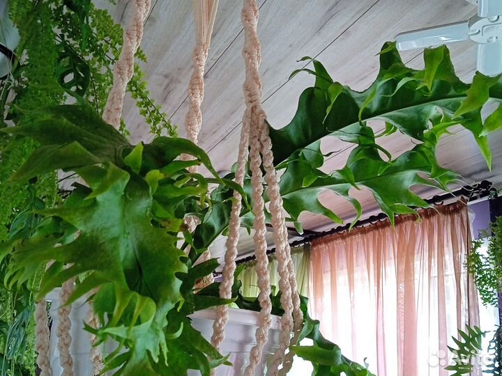 Микросорум Драгон Вингс