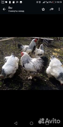 Племенное яйцо от кур Брама, гусей. Гусята