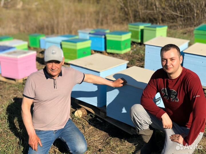 Пчелопакеты, пчелосемьи