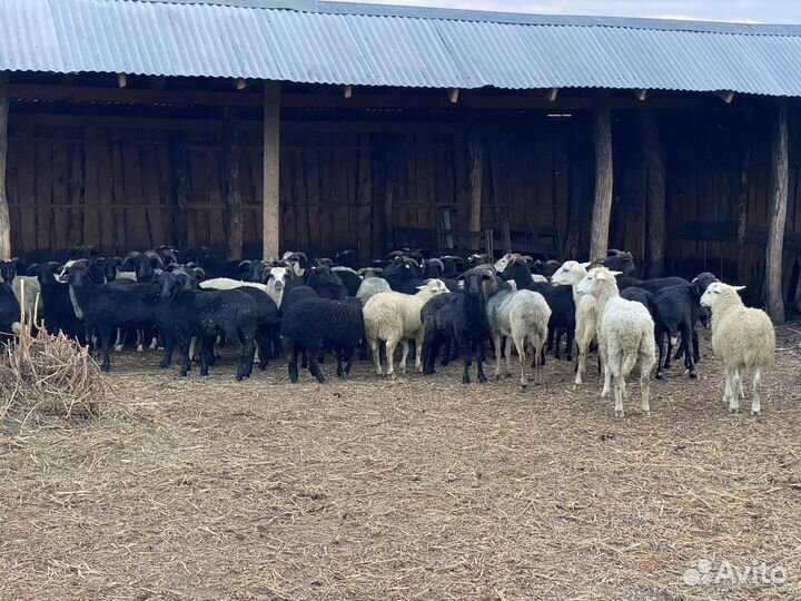 Курдючные бараны овцы откормленные