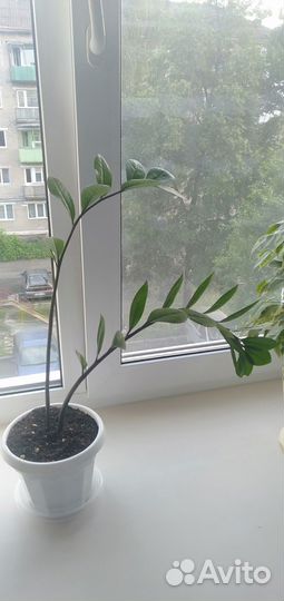 Комнатные цветы
