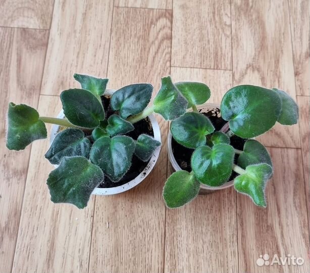 Фиалка детки